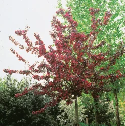 80-90 cm