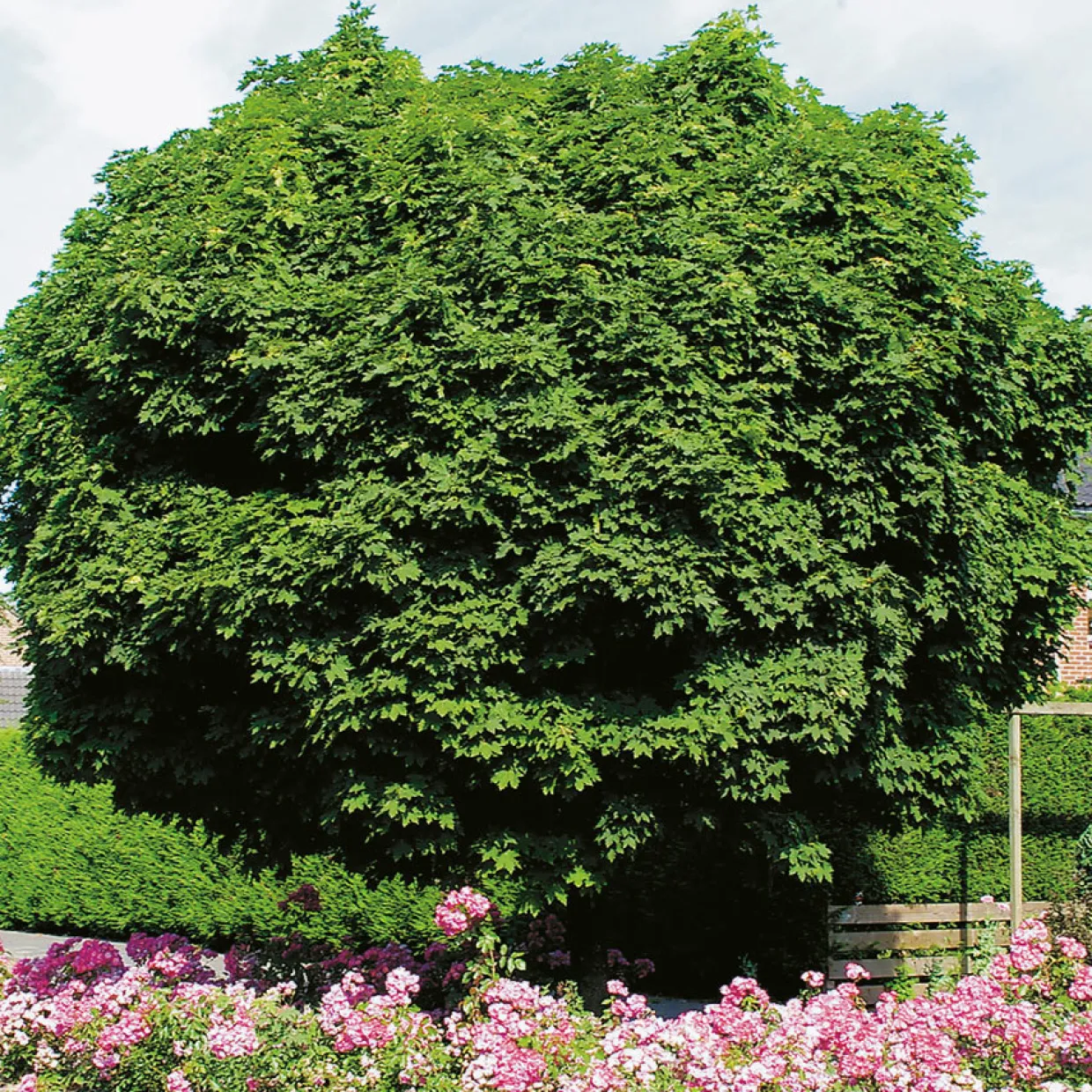 80-100 cm