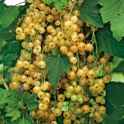 60-80 cm