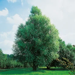 100-120 cm