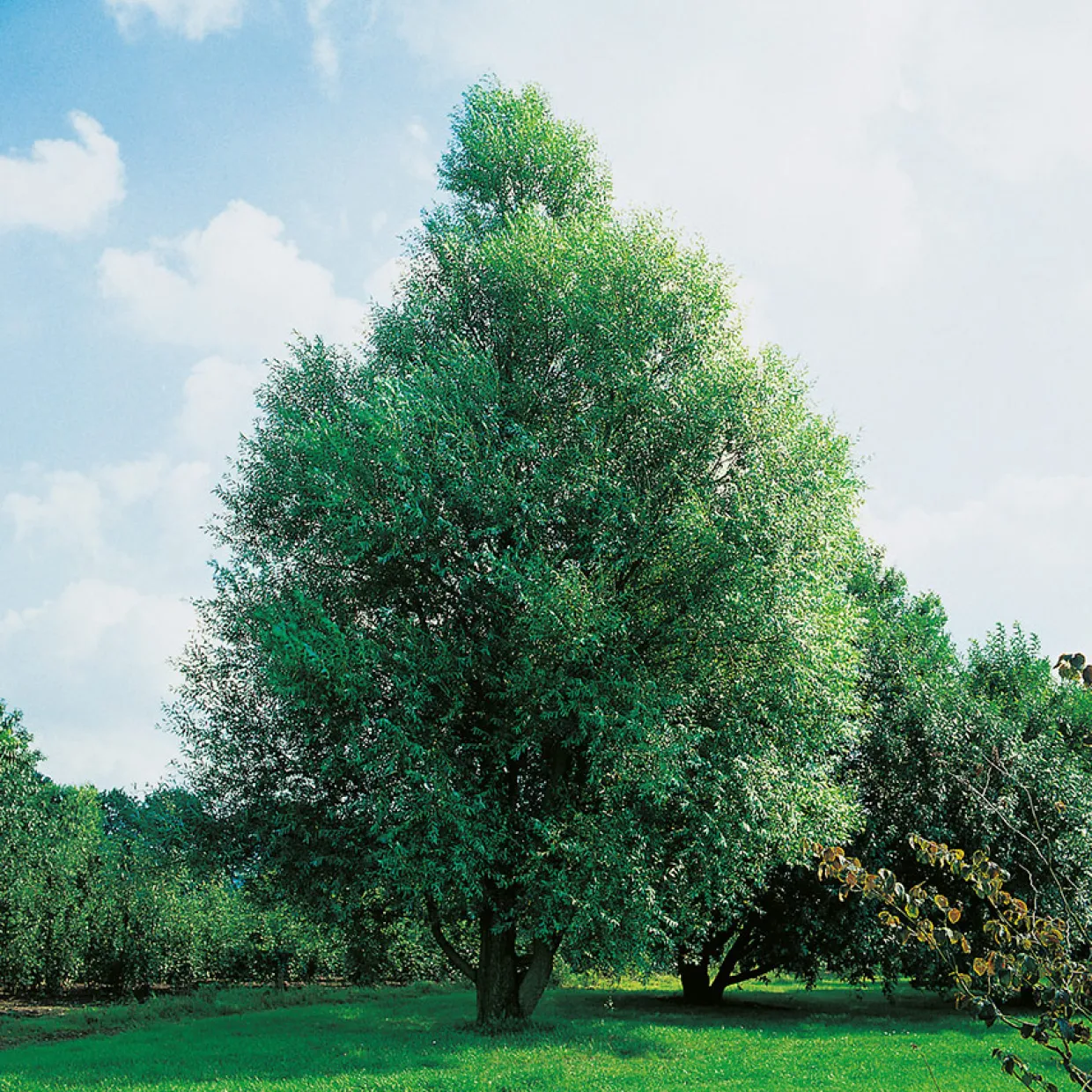 100-120 cm