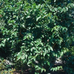 40-60 cm