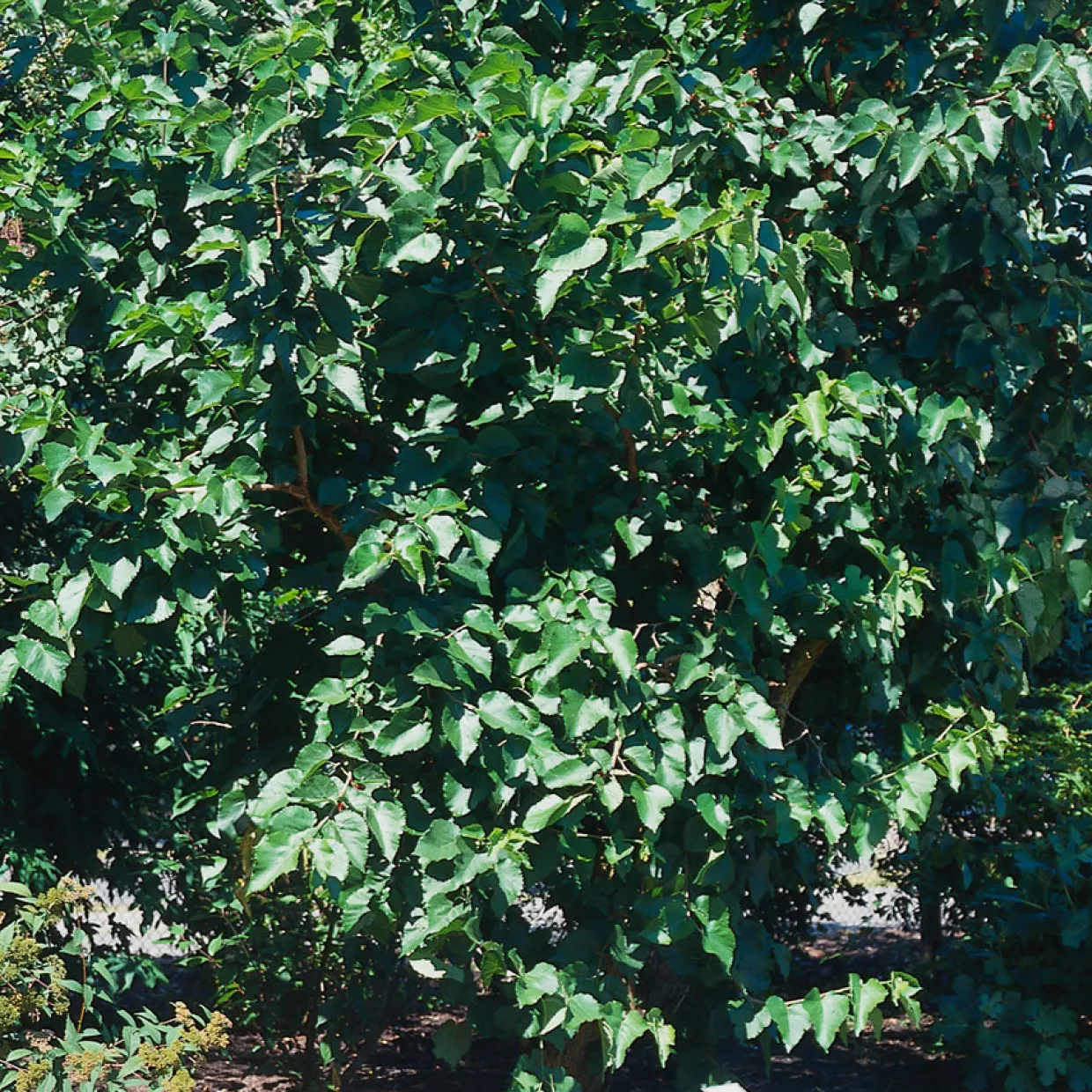 40-60 cm