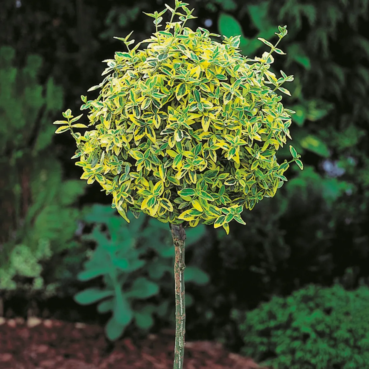 80-90 cm