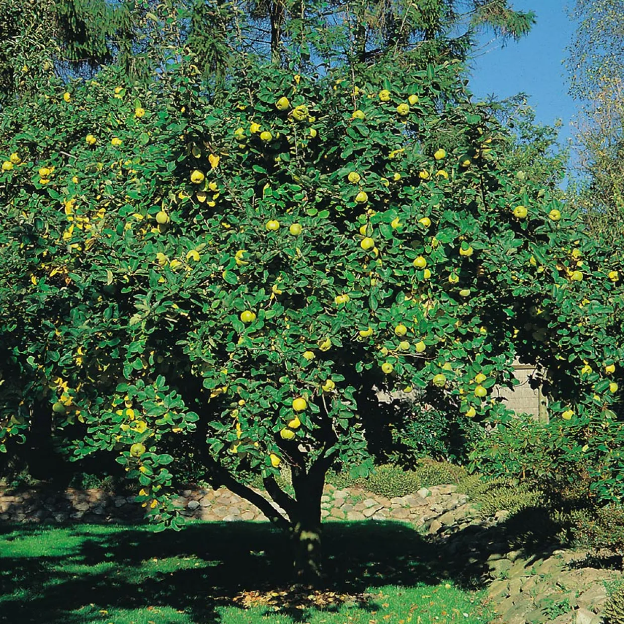 100-120 cm
