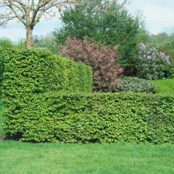 30-50 cm