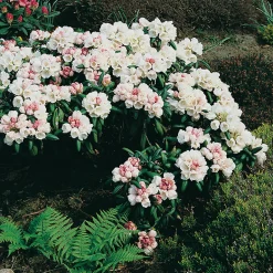 20-25 cm