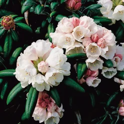 20-25 cm