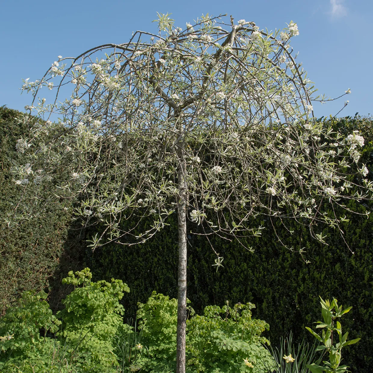 - Silverpäron med Vit Blomning 80-90 cm