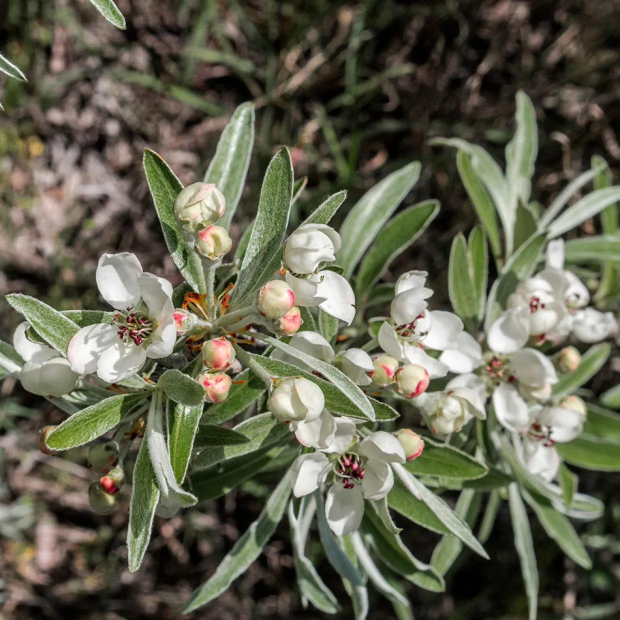 - Silverpäron med Vit Blomning 80-90 cm