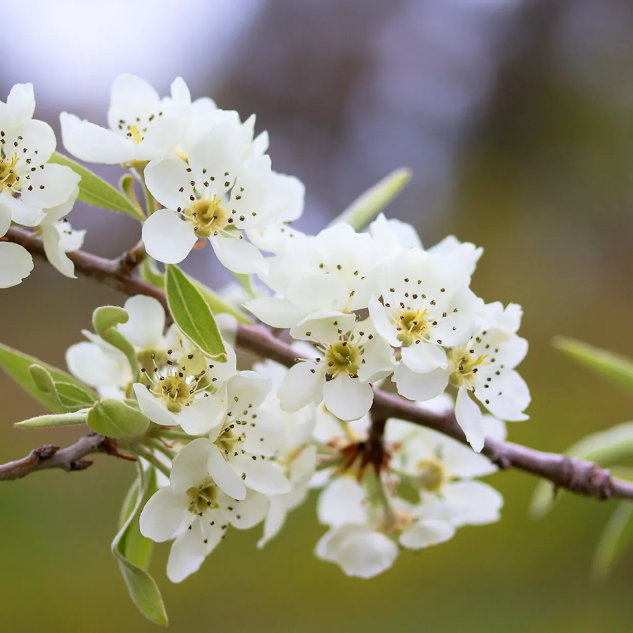 - Silverpäron med Vit Blomning 80-90 cm