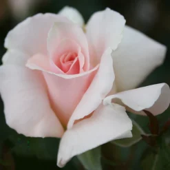 A Whiter Shade of Pale