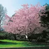 Accolade, Rosa Blomning, 100-120 cm