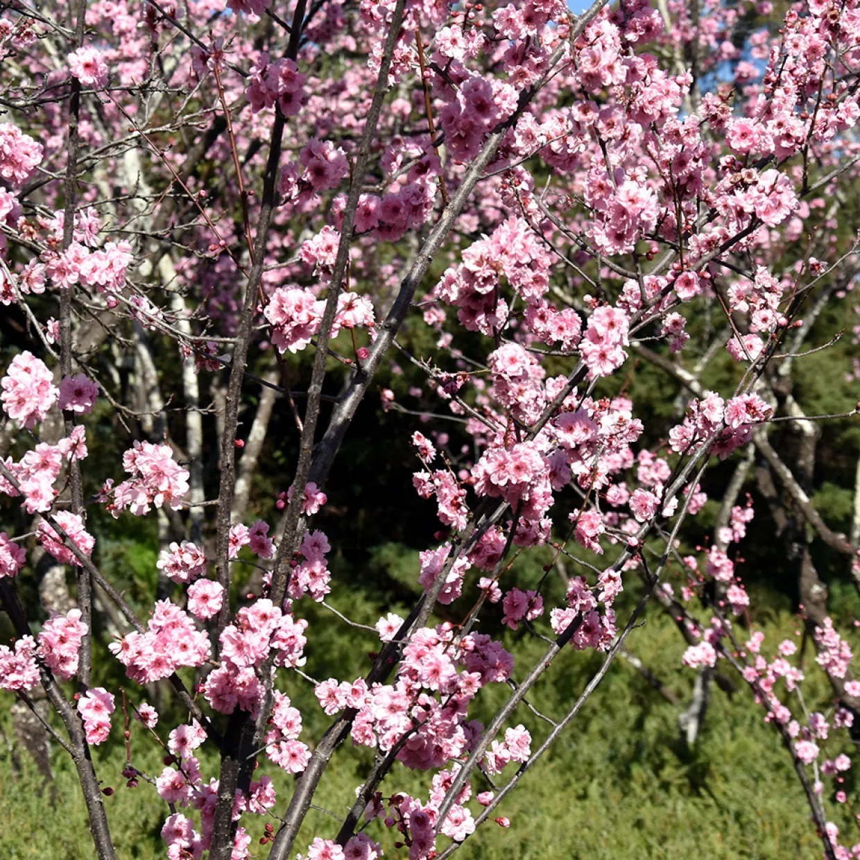 Accolade, Rosa Blomning, 100-120 cm