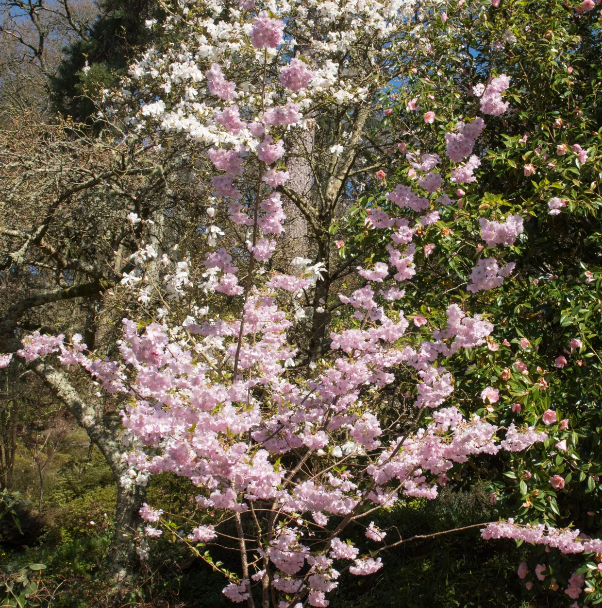 Accolade, Rosa Blomning, 100-120 cm