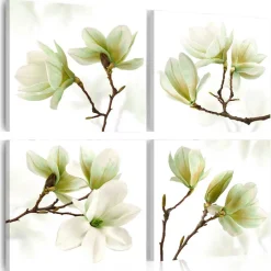 Admiration Of Magnolia