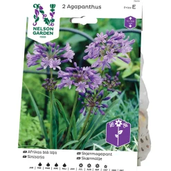 Agapanthus