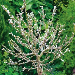 Alpvide - Salix Helvetica SH 80-100 cm