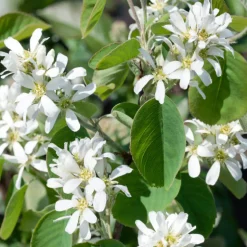 Amelanchier Alnifolia 50-80 cm