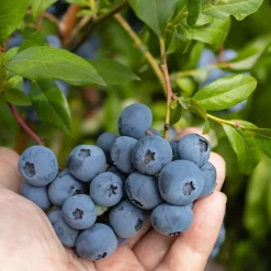 Amerikanskt Blåbär Vaccinium Corymbosum Alfred E