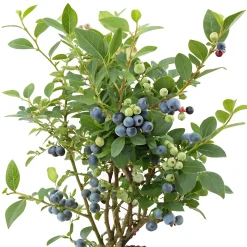 Amerikanskt Blåbär Vaccinium Corymbosum Alfred E