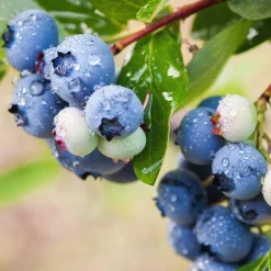 Amerikanskt Blåbär Vaccinium Corymbosum Alfred E
