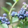 Amerikanskt Blåbär Vaccinium Corymbosum Reka