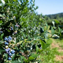 Amerikanskt Blåbär Vaccinium Corymbosum Reka
