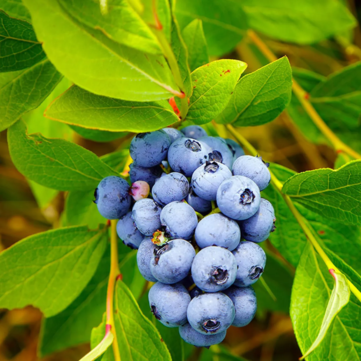 Amerikanskt Vaccinium Pelle E