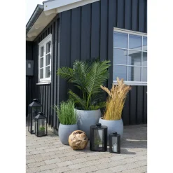 Areca 175 cm