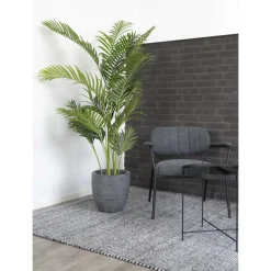 Areca 175 cm