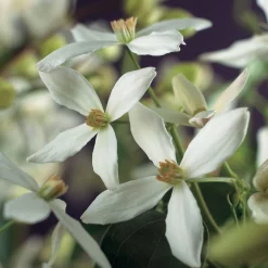 Armandii 40-60 cm