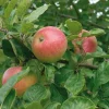 Aroma E