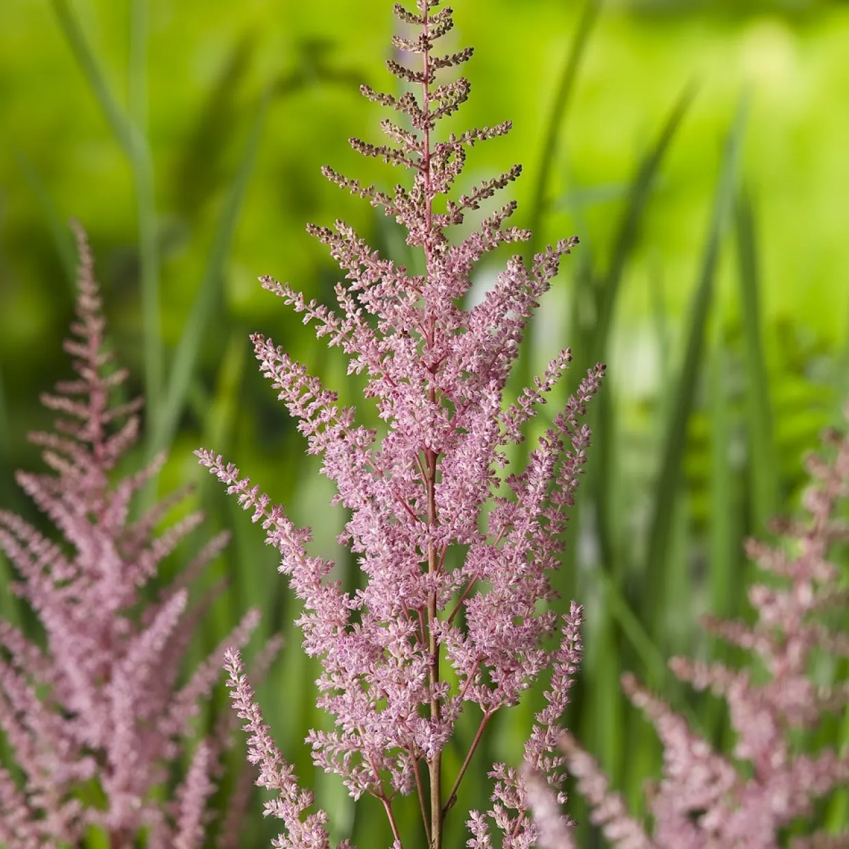 Astilbe Erika