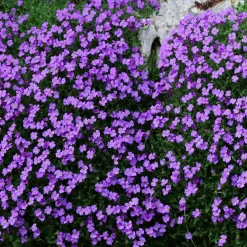 Aubrieta Blaumeise