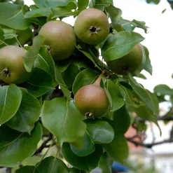 Augustipäron