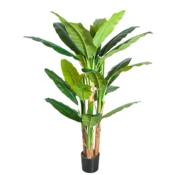 Banana Tree