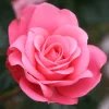 Bella Rosa