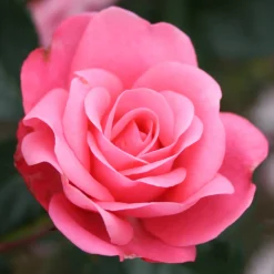 Bella Rosa
