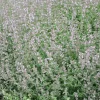 Bergnepeta Amelia