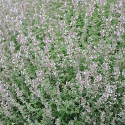 Bergnepeta Amelia