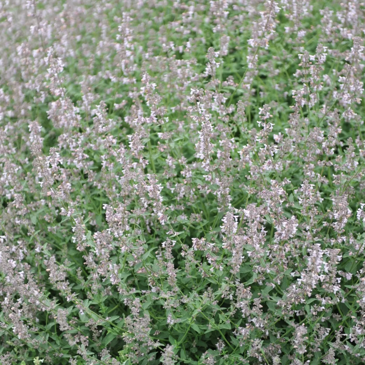 Bergnepeta Amelia