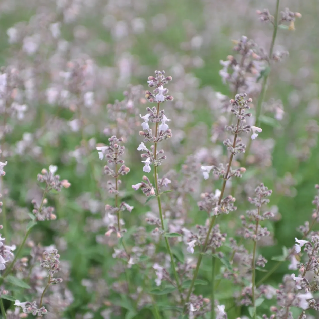 Bergnepeta Amelia