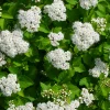 Björkspirea Tor E
