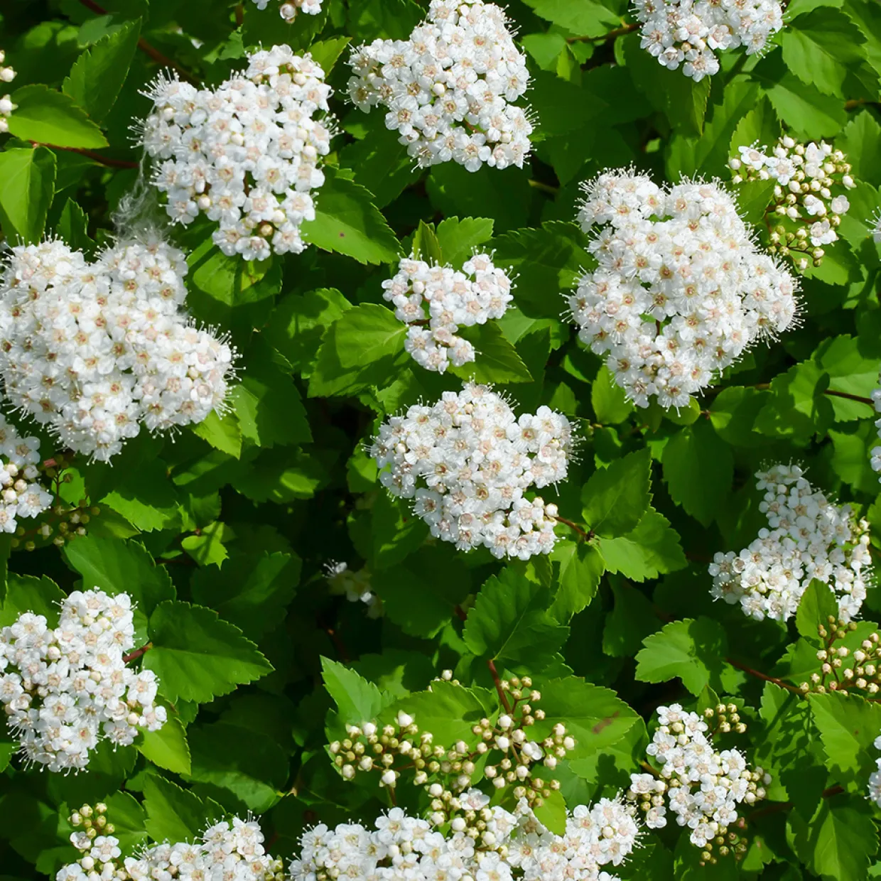 Björkspirea Tor E