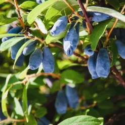 Blåbärstry Lonicera Caerulea Balalaika