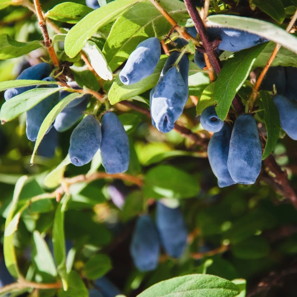 Blåbärstry Lonicera Caerulea Balalaika