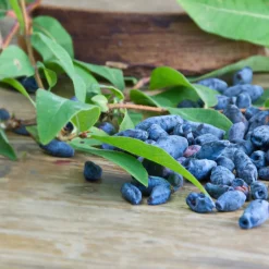 Blåbärstry Lonicera Caerulea Balalaika