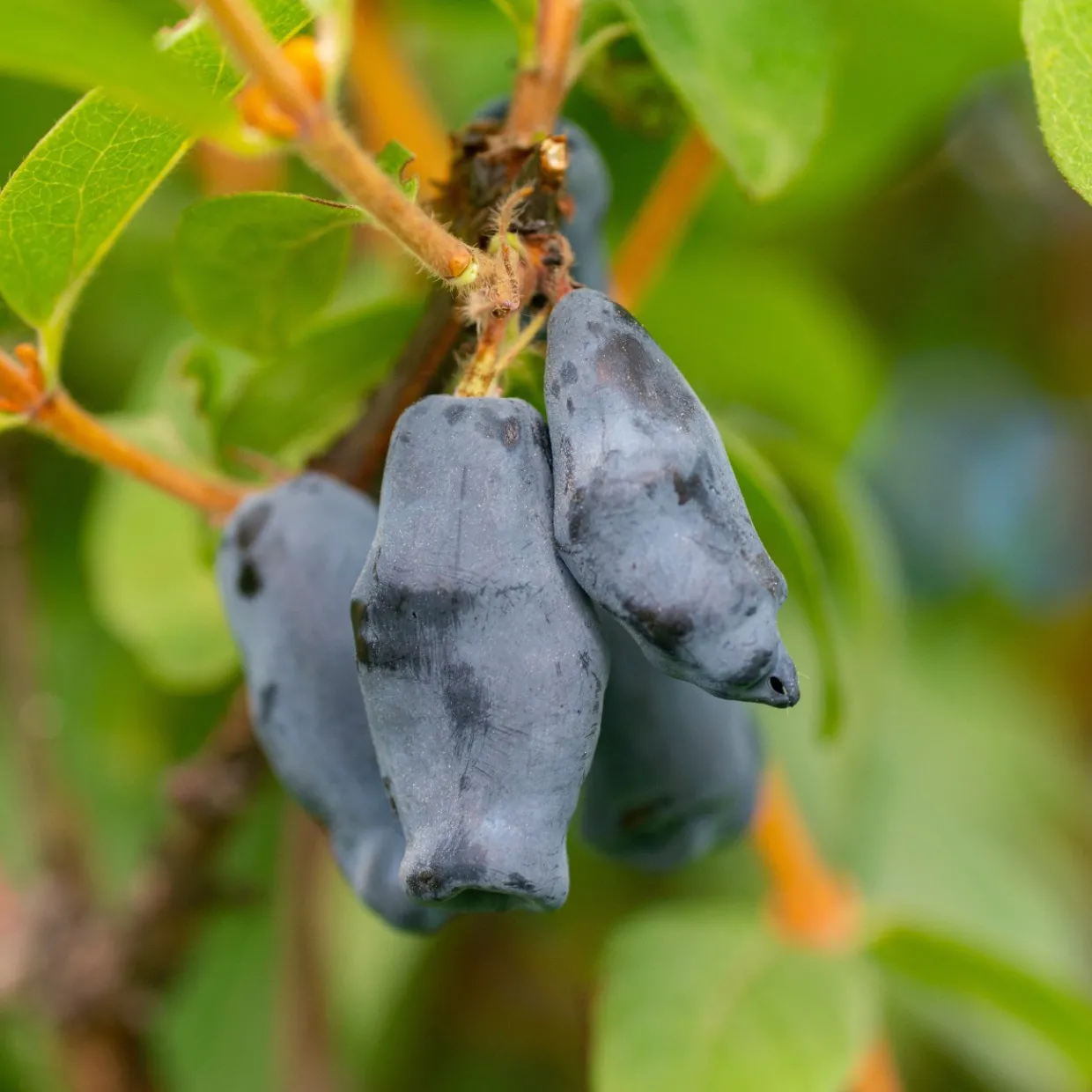 Blåbärstry Lonicera Caerulea Balalaika