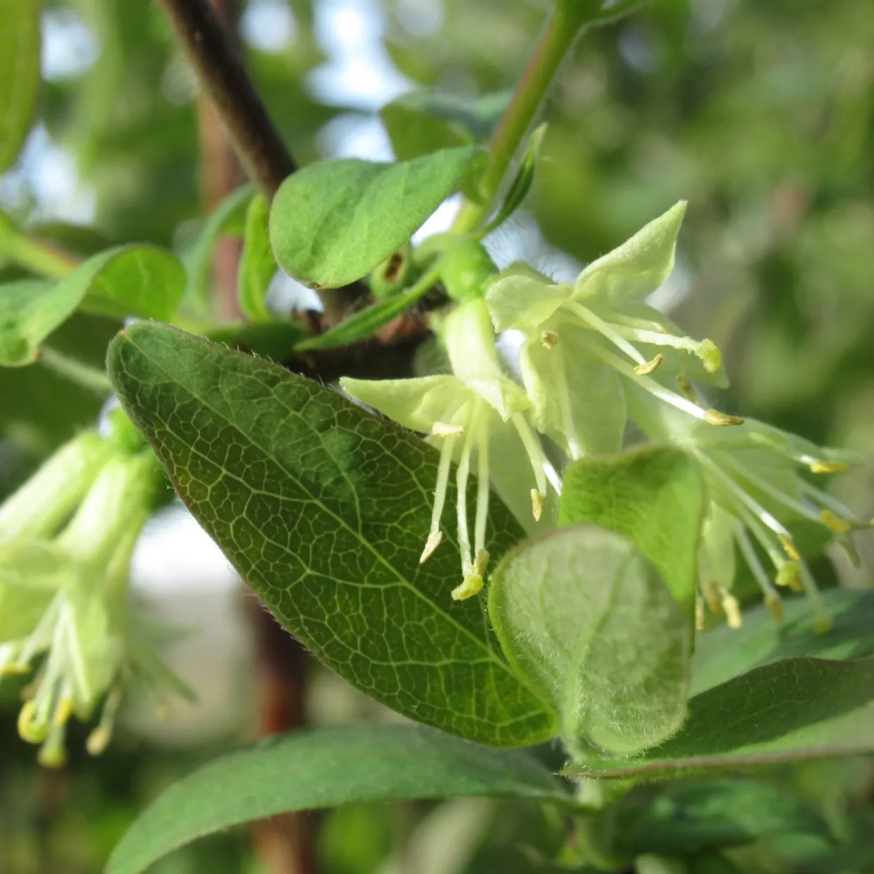 Blåbärstry Lonicera Caerulea Balalaika